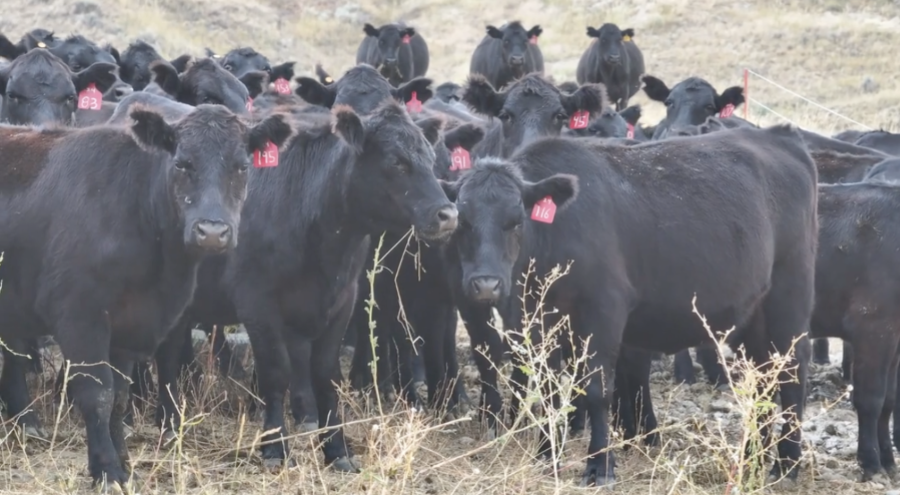 100 Head Of Black and Black Baldy Bred Heifers- BH917A5